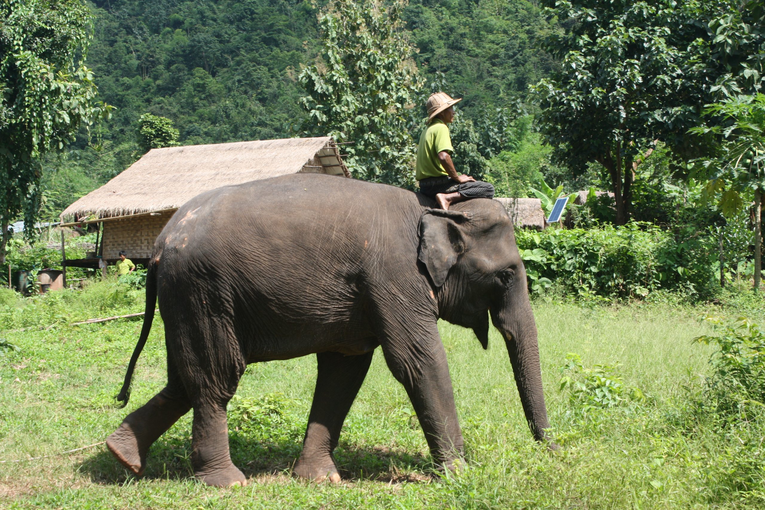 elephant camp