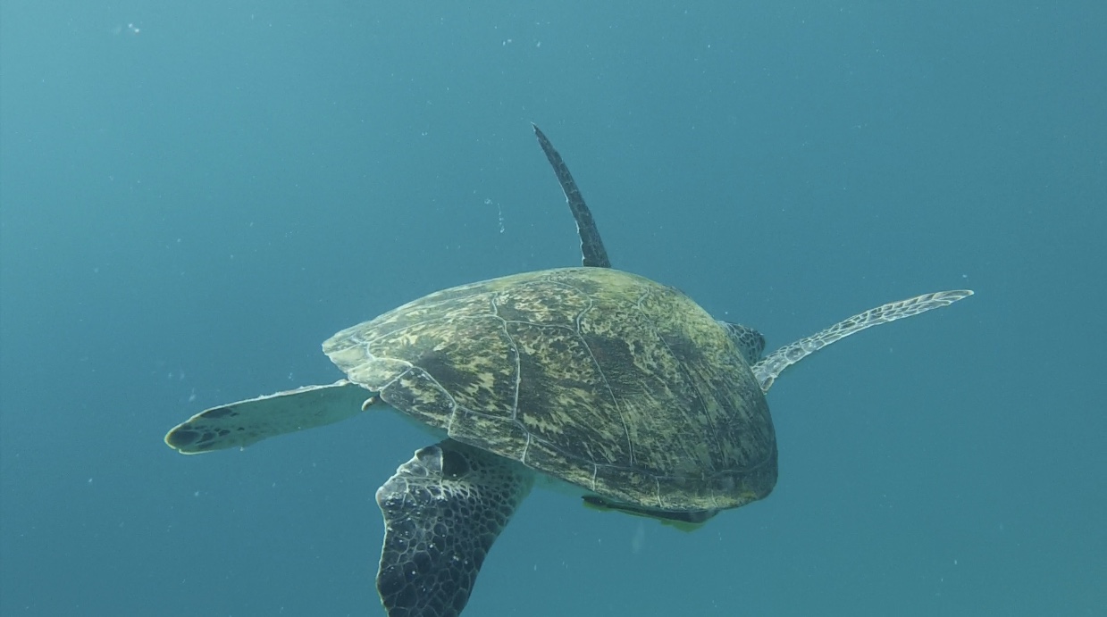 turtles in Panglao